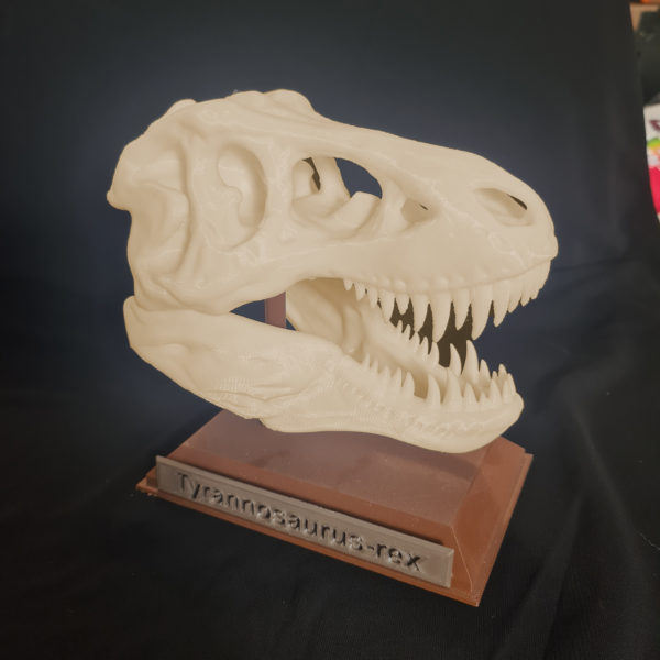 Répliques crânes de dinosaures - Le Tyrannosaure – Image 2