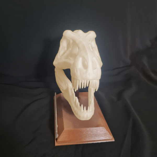 Répliques crânes de dinosaures - Le Tyrannosaure – Image 3