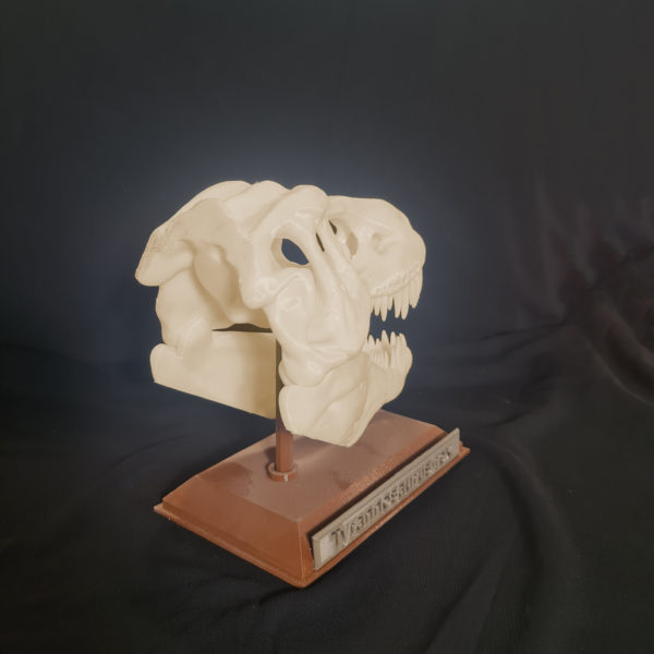 Répliques crânes de dinosaures - Le Tyrannosaure – Image 5