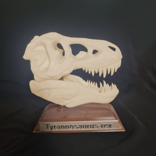Répliques crânes de dinosaures - Le Tyrannosaure – Image 4