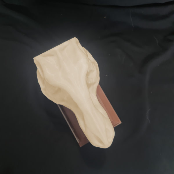 Répliques crânes de dinosaures - Le Tyrannosaure – Image 6